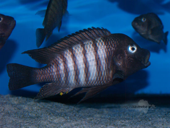 Petrochromis famula Kaiser Nkondwe