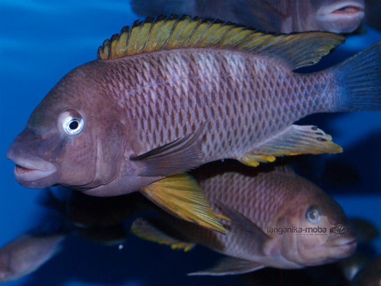 Petrochromis famula orange fin Kigoma 