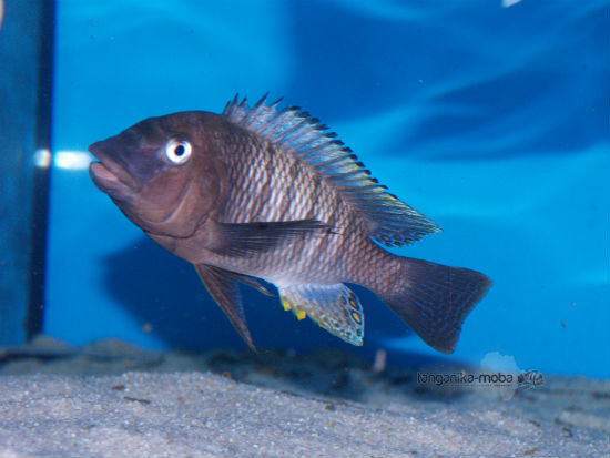 Petrochromis famula Luagala