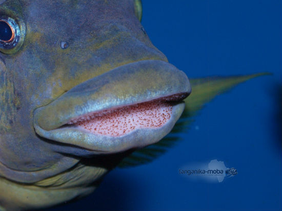 PETROCHROMIS MACROGNATHUS IKOLA