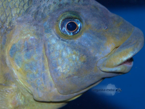 PETROCHROMIS MACROGNATHUS IKOLA