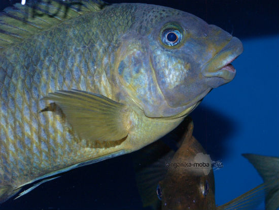 PETROCHROMIS MACROGNATHUS IKOLA