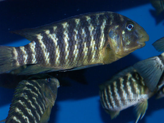 PETROCHROMIS MACROGNATHUS IKOLA