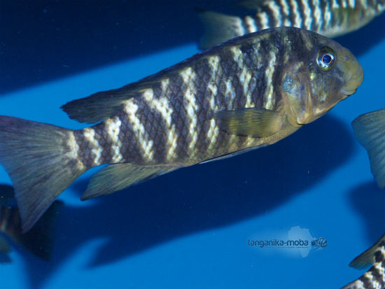 PETROCHROMIS MACROGNATHUS IKOLA