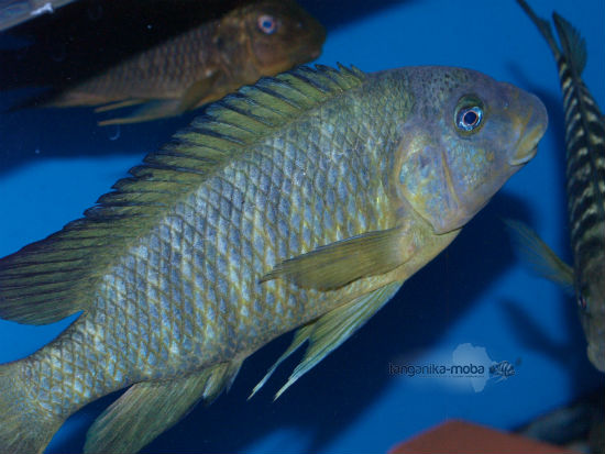 PETROCHROMIS MACROGNATHUS IKOLA