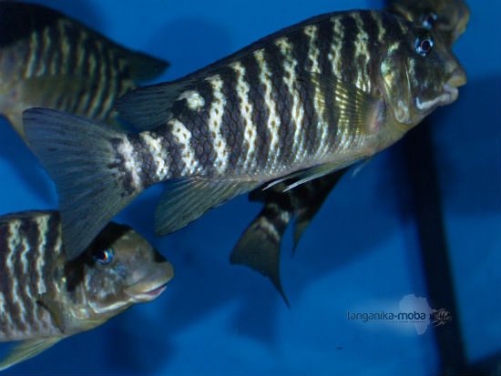 PETROCHROMIS MACROGNATHUS IKOLA