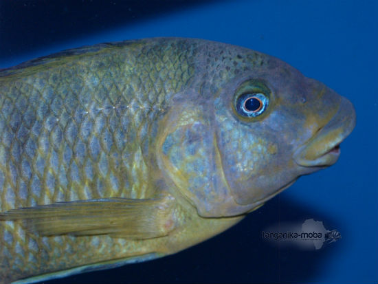 PETROCHROMIS MACROGNATHUS IKOLA