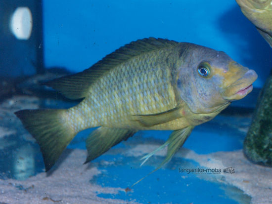 Petrochromis macrognathus Katumbi point