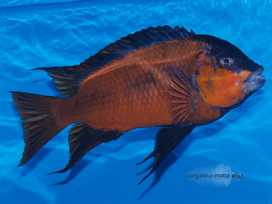  	Petrochromis sp. red  Bulu point