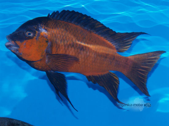  	Petrochromis sp. red  Bulu point