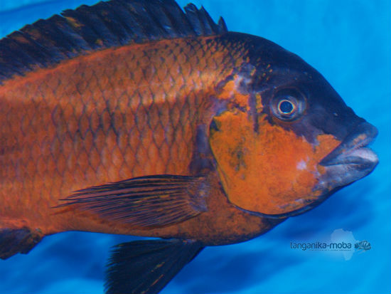  	Petrochromis sp. red  Bulu point