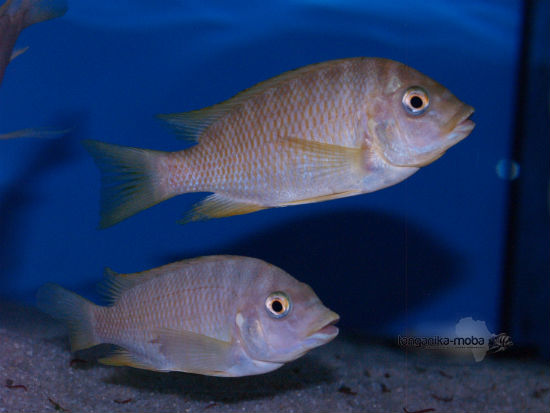 Petrochromis sp.orange kongo