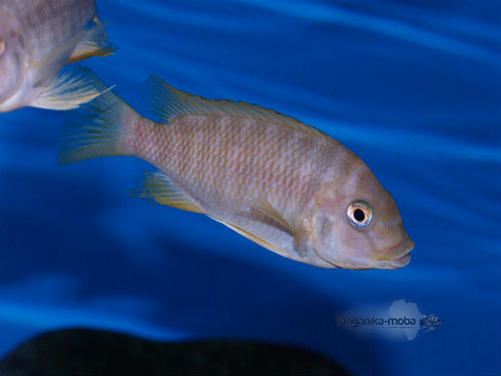 Petrochromis sp.orange kongo