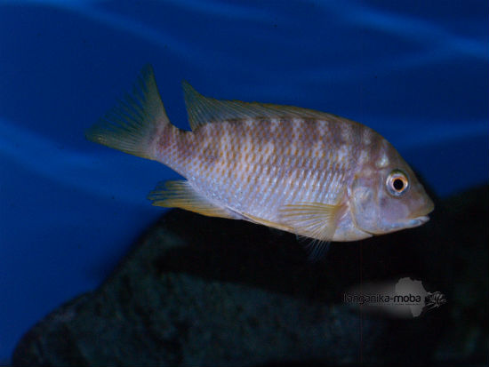 Petrochromis sp.orange kongo