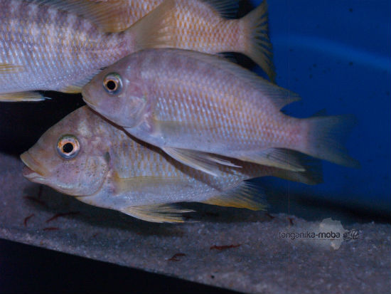 Petrochromis sp.orange kongo