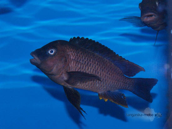 petrochromis famula blue bemba samec