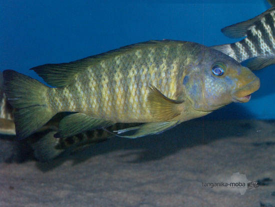 petrochromis macrognathus katumbi point skupina