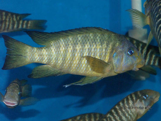 petrochromis macrognathus katumbi point samec