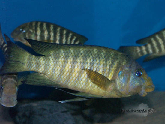 petrochromis macrognathus katumbi point telo