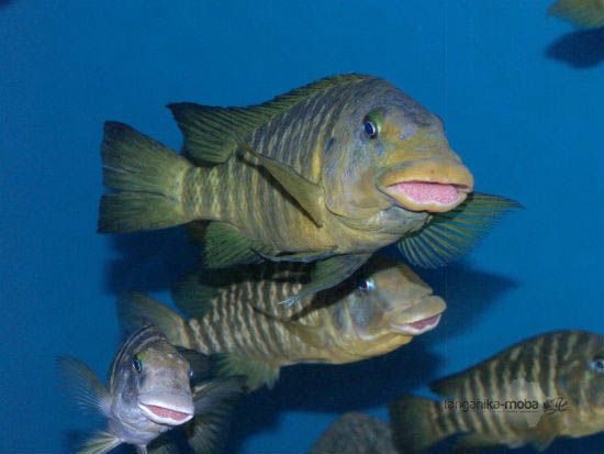 petrochromis macrognathus katumbi point usta