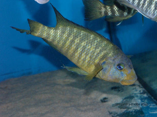 petrochromis macrognathus katumbi point usta