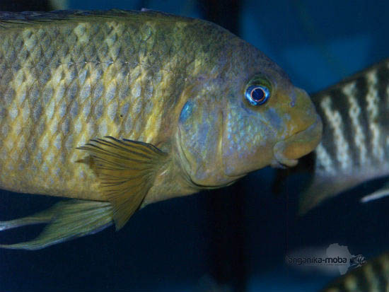 petrochromis macrognathus katumbi point detail