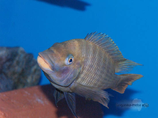 petrochromis flame tail samec