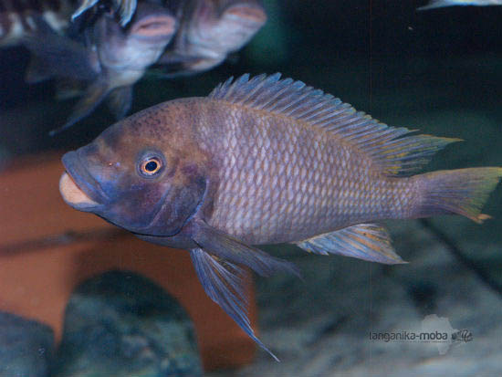 petrochromis flame tail detail