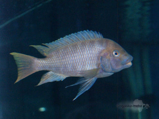 petrochromis flame tail sam