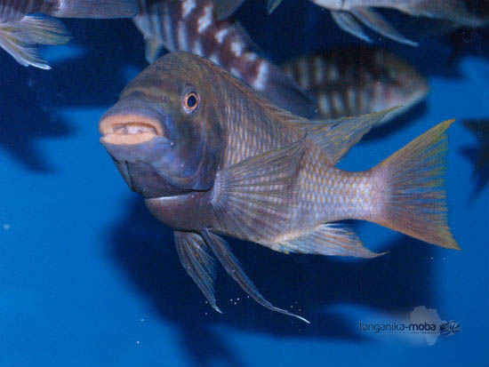 petrochromis flame tail usta