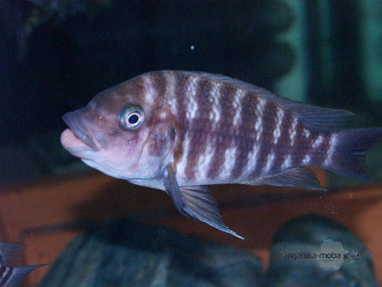 petrochromis flame tail samica