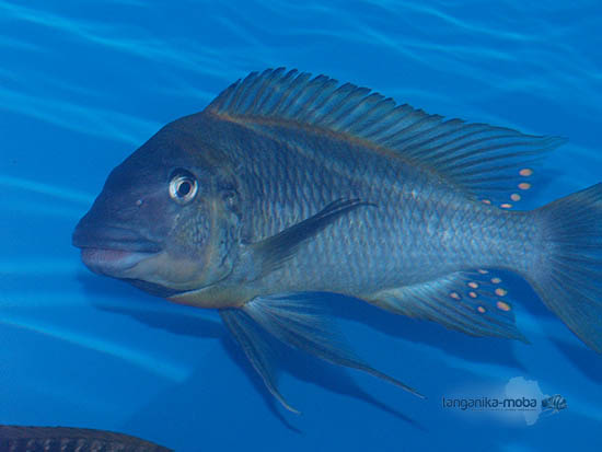 Petrochromis polyodon mtoto