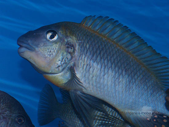 Petrochromis polyodon mtoto