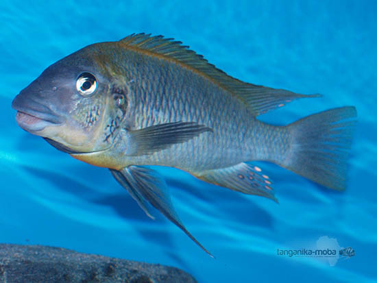 Petrochromis polyodon mtoto