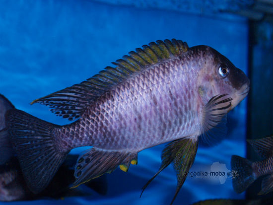  	Petrochromis famula Sangala