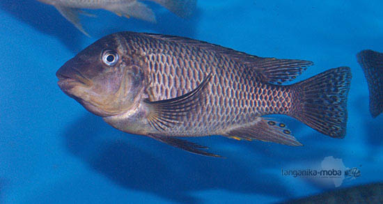 Petrochromis famula Sangala