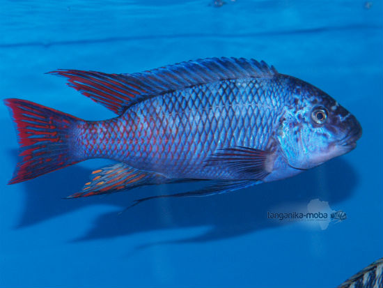 Petrochromis sp. texas Longola