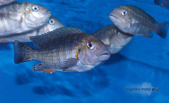 Petrochromis orthognathus tricolor