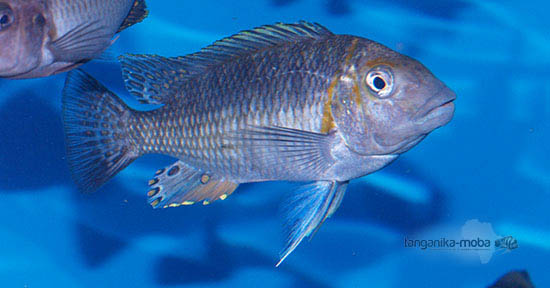Petrochromis orthognathus tricolor