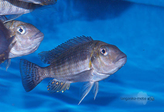 Petrochromis orthognathus tricolor