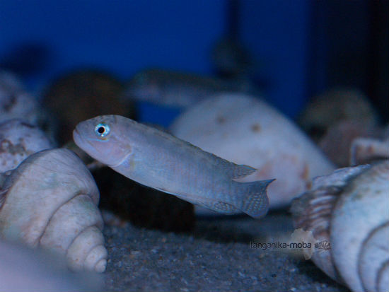 Telmatochromis temporalis "Shell" Mbita WF