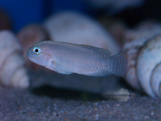 Telmatochromis temporalis "Shell" Mbita WF