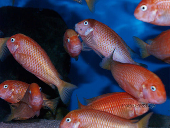 Tropheus caramba red bischop skupina