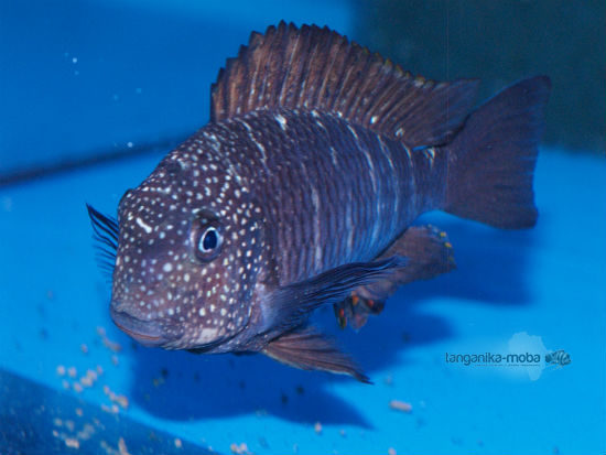 Tropheus Murago Tanzania WF