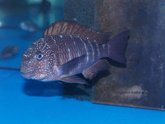 Tropheus Murago Tanzania WF