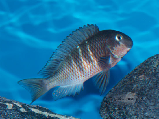  Tropheus red  belly 