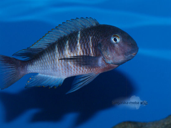 TROPHEUS RED BELLY