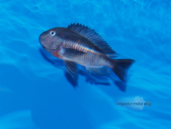 Tropheus red belly