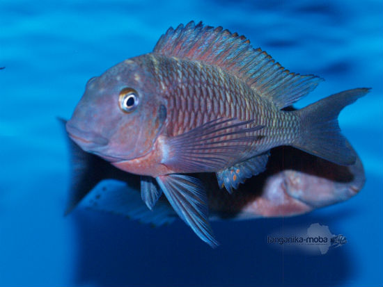 TROPHEUS RED BELLY