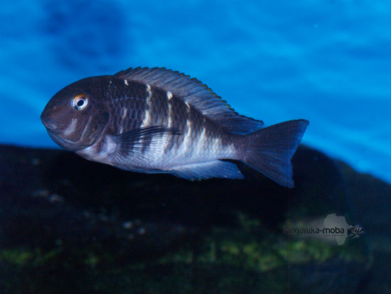 TROPHEUS RED BELLY